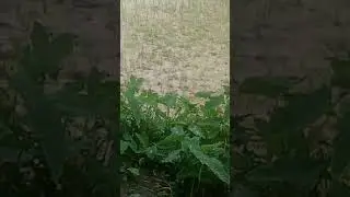 কোন কোন জায়গায় বৃষ্টি হচ্ছে