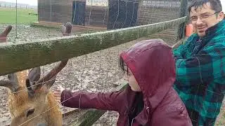 Оленья ферма возле Волоколамска