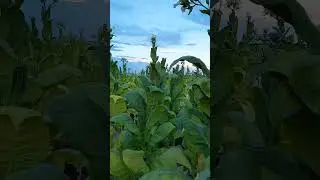 Валим,
