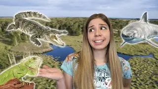LES ANIMAUX EN FLORIDE | Je tiens un alligator dans mes mains !