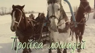 Тройка лошадей