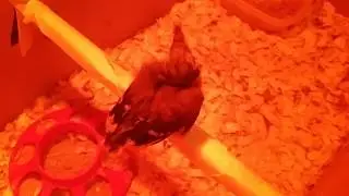 Baby blue jay