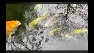 Milan Gudzik - fishy (feat. Ira Kremer)