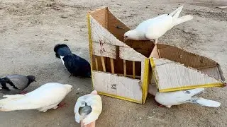 Best Quick Birds Trap Using Cardboard Box And Wood Sticks | 