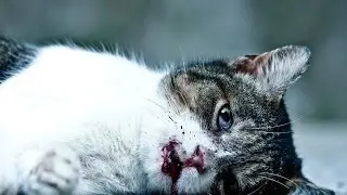 УРОДЛИВЫЙ КОТ. Стих.