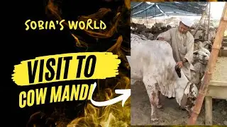 Visit to Cow 🐄 Mandi 2024 | sobia’s world#bakraeid2024
