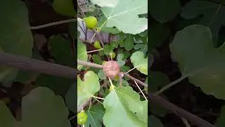 инжир КАДОТА  в Мариуполе! СУПЕРУРОЖАЙ 2022 !!!