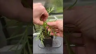 Try this tip for getting more flowers from your plant! #homegardening #selfsufficiency #gardening