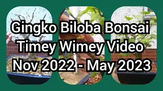 Gingko Biloba Bonsai Timey Wimey Nov 2022 May 2023