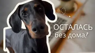 Ужин с нами: МАТ, СОБАКА с УШАМИ и ГДЕ МЫ ЖИВЁМ?!