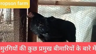 मुरगियों की कुछ प्रमुख बीमारियों के बारे में | murgiyon ko hone wali bimariyon ke bare main