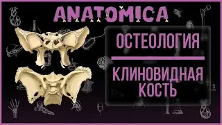 Sphenoid bone anatomy / Skull openings and their contents / Brain skull / Osteology