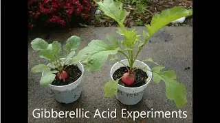 Gibberellic Acid  - Plant Hormones  Experiment