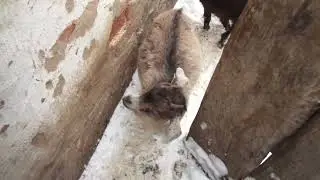 Толпа козлофф