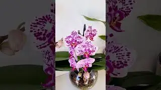 #sphagnum_eco #plants #сфагнумфускум #orchid #orchids #orchidshow #flowers #houseplants #myplant
