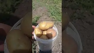 Первое ведро