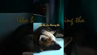 Boring Day #minivlog #vlogs #storytelling #31dayschallenge #petvideos