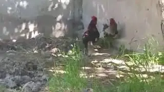 Xurozlar jangi