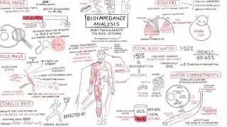 Bio Impedance. Analysis Explained - Men