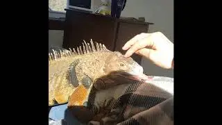 Iguana coming over when called and being affectionate!