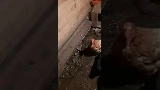 ПОДЛОЖИЛА ОБМАНКИ.