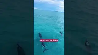 What is so special about New Zealand🤔 #foryou #fyp #travel #viral #ytshorts #trending #shorts
