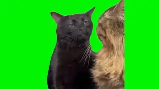 black cat zoning out meme (green screen)