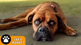 Perro Maravilloso Busca Un Hogar Pero Nadie Le Quiere