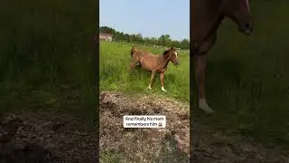 No thoughts… just speed and chaos 😂🐎💨