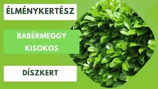 Babérmeggy a kertben🌿