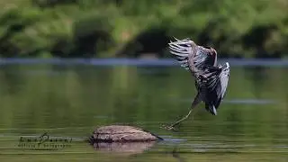 Photos d'oiseaux