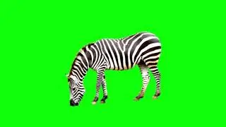zebra green screen no copyright |  @greenscreenstudio8099
