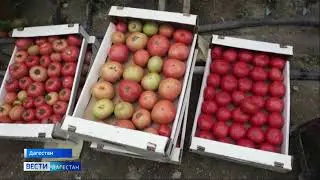Высокая российская селекция в сюжете «ВЕСТИ Дагестан»