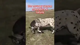 Don't approach the herd in the steppe @Astrakhanskiy_kolhoznik Horses of Kazakhstan