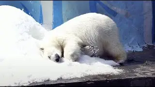 Герда нежится в снегу - Кай наслаждается зеленью/Белые медведи/Новосибирский зоопарк