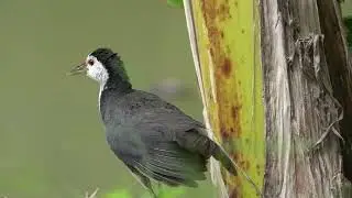 White breasted Waterhen   morning grooming