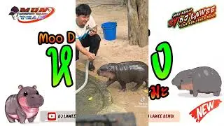 #หลายคนตามหาในTikTok ( มะมะมะหมูเด้ง MooDeng ) V.แดนซ์ เบสหนักๆ Dj Lawee Remix