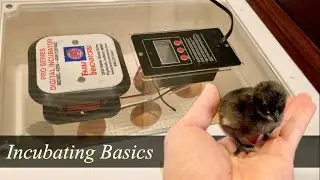 Hatching Chicks! Incubating basics.