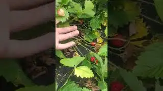 Урожай земляники. Земляника из семян на даче 