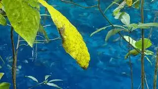 Travel Philippines Enchanted River Hinatuan Surigao Del Sure