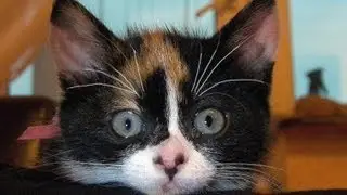 Котенок думает