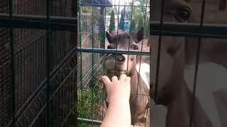 Милейшая морда 