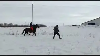 2 year old stallions training under saddle.
