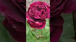 Я желаю Вам доброго утра!