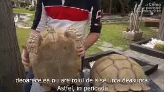 BROASTE TESTOASE -   Broasca testoasa africana giganta - Testoasa Sulcata