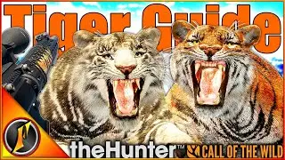 How to Hunt Tigers! | Locations, Zones, Times & More! | theHunter Call of the Wild