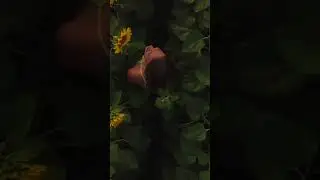 Фотосессия в подсолнухах