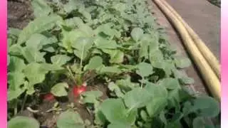 Выращивание редиски в теплице