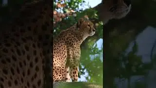 Beautiful Animals in the Jungle  #relaxing #relaxingvideos #animals #shorts