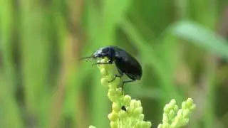 Ground Beetle (Carabidae) Summoning the Courage to Fly